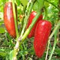 Mexican Jalapeno Hot Pepper Capsicum Annuum - 50 seeds