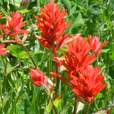 Rare Scarlet Indian Paintbrush Castilleja Coccinea - 100 Seeds