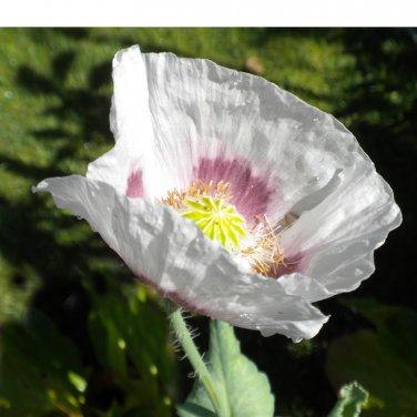 Organic Elka White Breadseed Poppy Rare Papaver somniferum - 100 Seeds