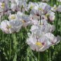 Organic Elka White Breadseed Poppy Rare Papaver somniferum - 100 Seeds