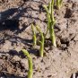 Organic Heirloom Asparagus Vegetable Asparagus officinalis - 50 Seeds