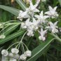 Rare Swan Plant Milkweed Family Jewels Asclepias physocarpa - 20 Seeds