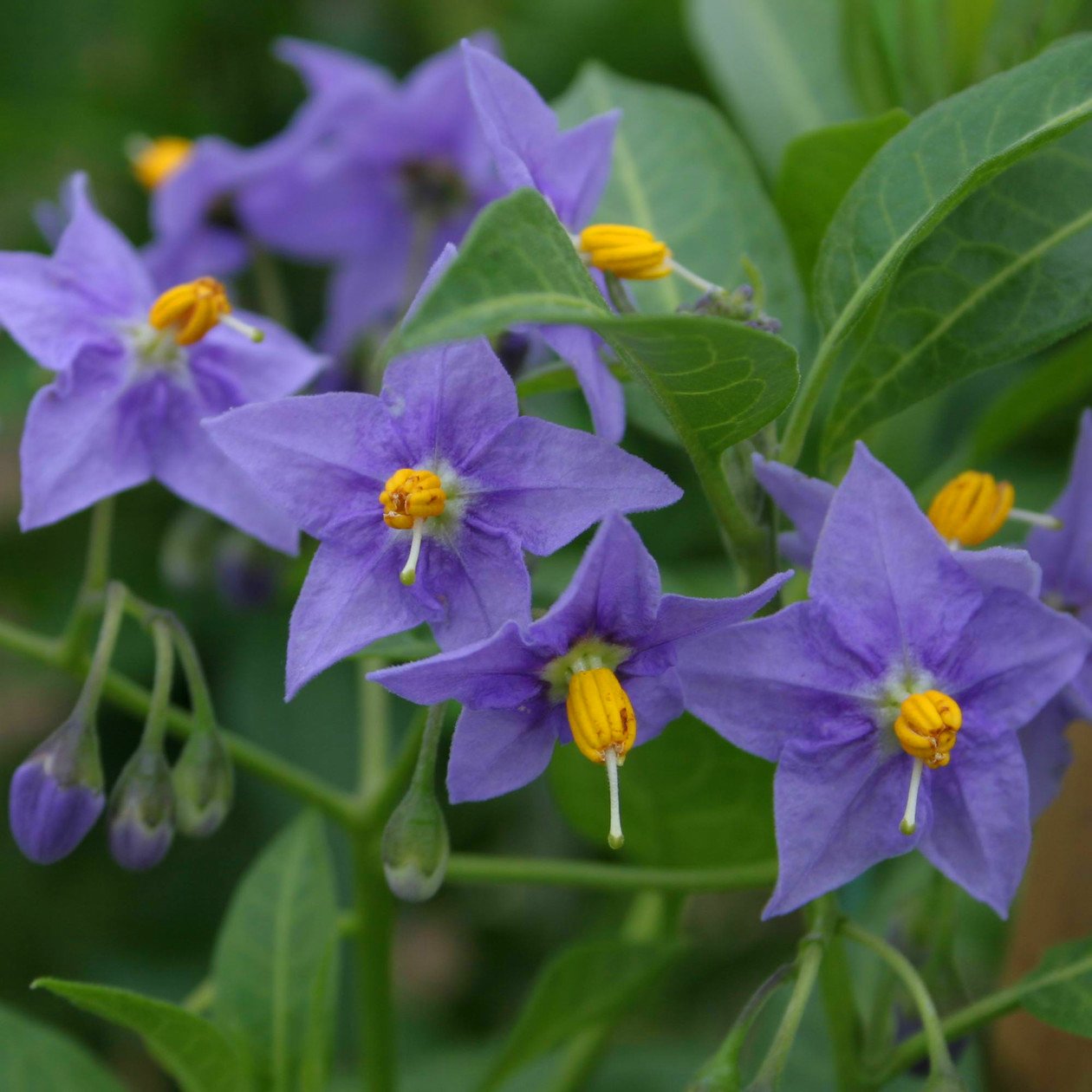 Rare Chilean Potato Vine 'Glasnevin' Solanum crispum – 10 Seeds