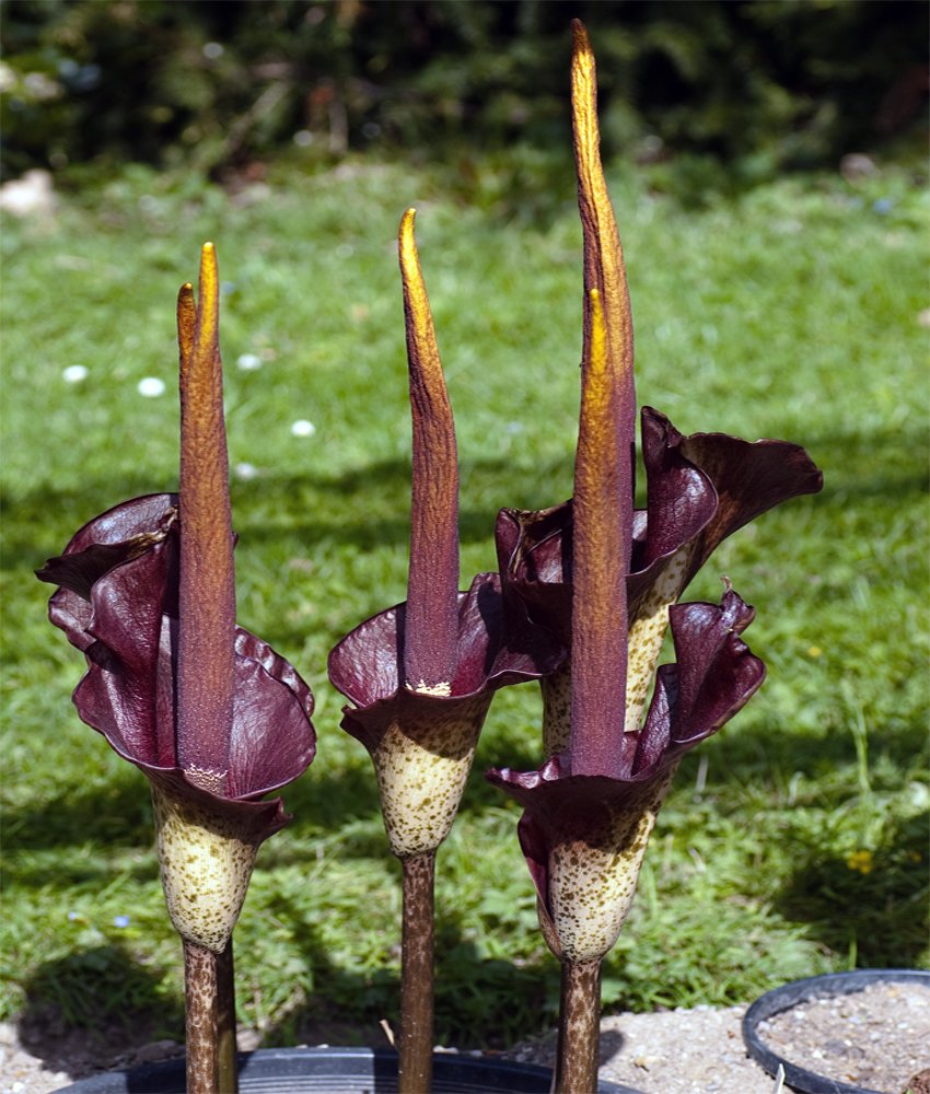 Tongue Voodoo Lily Amorphophallus rivieri var. konjac Live Plant