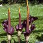 Aroid Devil's Tongue Voodoo Lily Amorphophallus rivieri var. konjac &acirc;�� 1 Live Plant