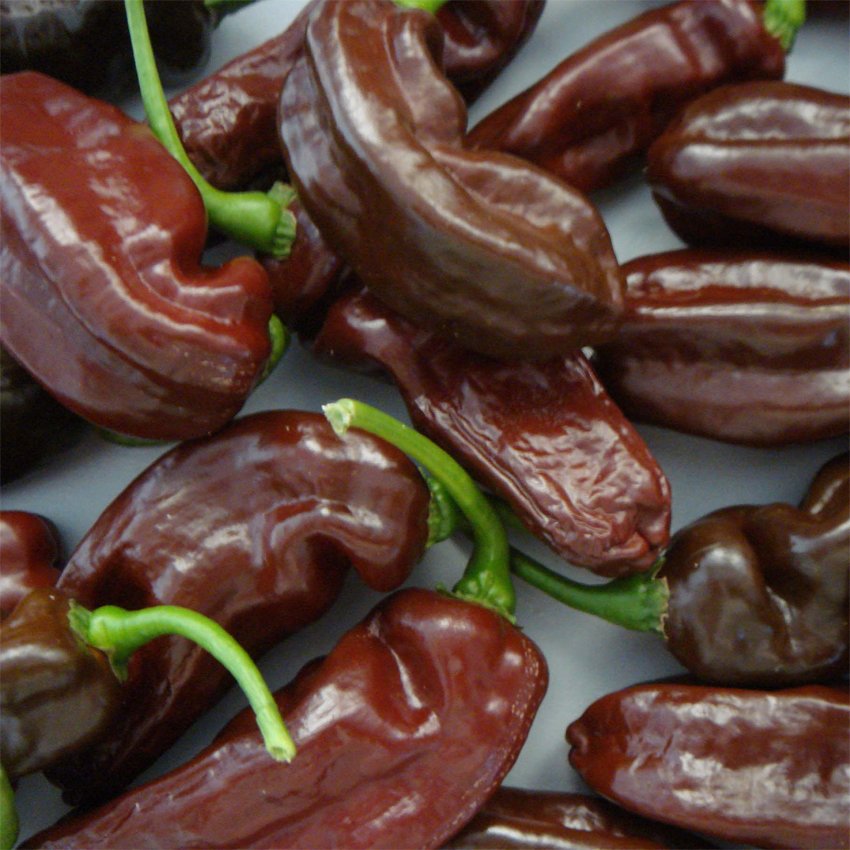 HOT! Rare Heirloom Jamaican Brown 'Chocolate Habanero' Chili Capsicum