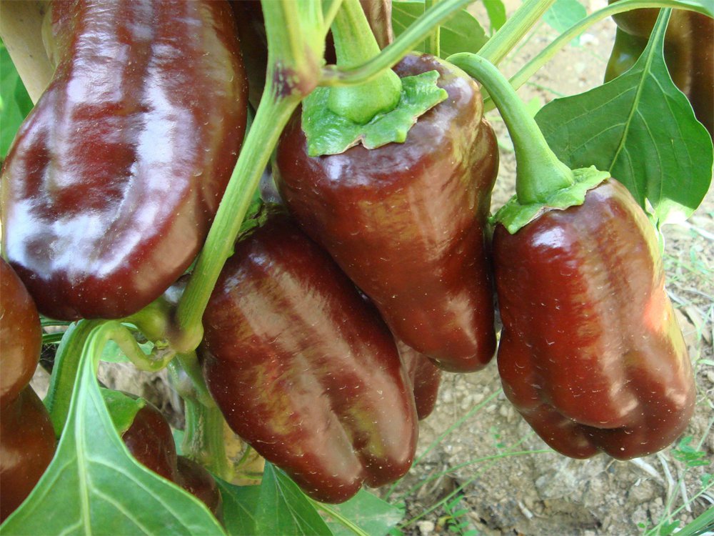 Organic Heirloom Sweet Brown Bell Pepper Chocolate Beauty Capsicum annuum -  25 Seeds