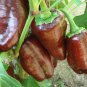 Organic Heirloom Sweet Brown Bell Pepper Chocolate Beauty Capsicum annuum - 25 Seeds