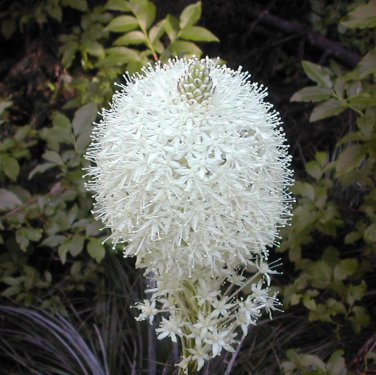 Unusual Bear Grass Xerophyllum tenax - 100 Seeds