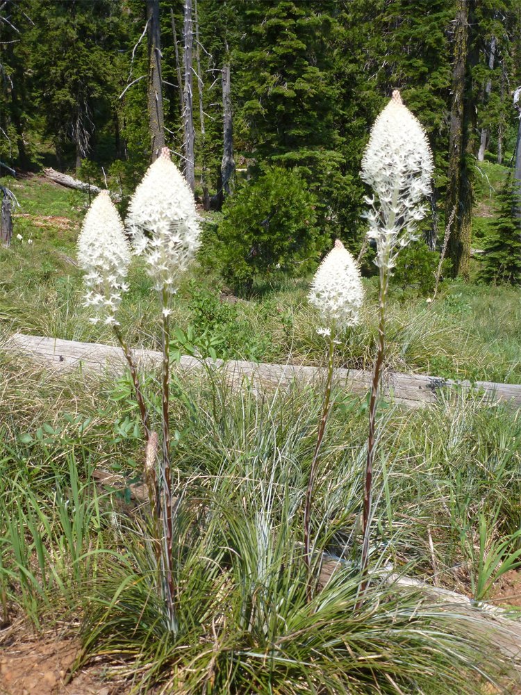 Unusual Bear Grass Xerophyllum Tenax 100 Seeds