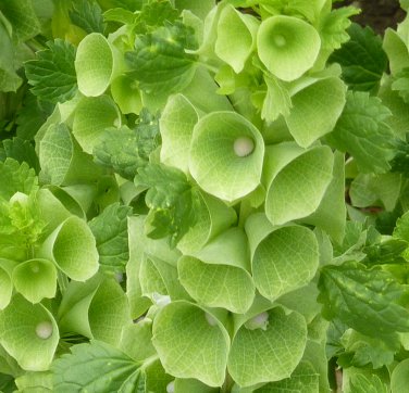 Unusual Apple Green Shell-Flower Moluccella laevis - 100 Seeds