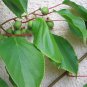 Cocktail Miniature Kiwi Kiwiberry Berry Hardy Actinidia Arguta - 30 Seeds