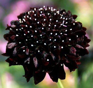 Pincushion Flower Sweet Scabiosa Black Night Scabiosa atropurpurea - 30 Seeds