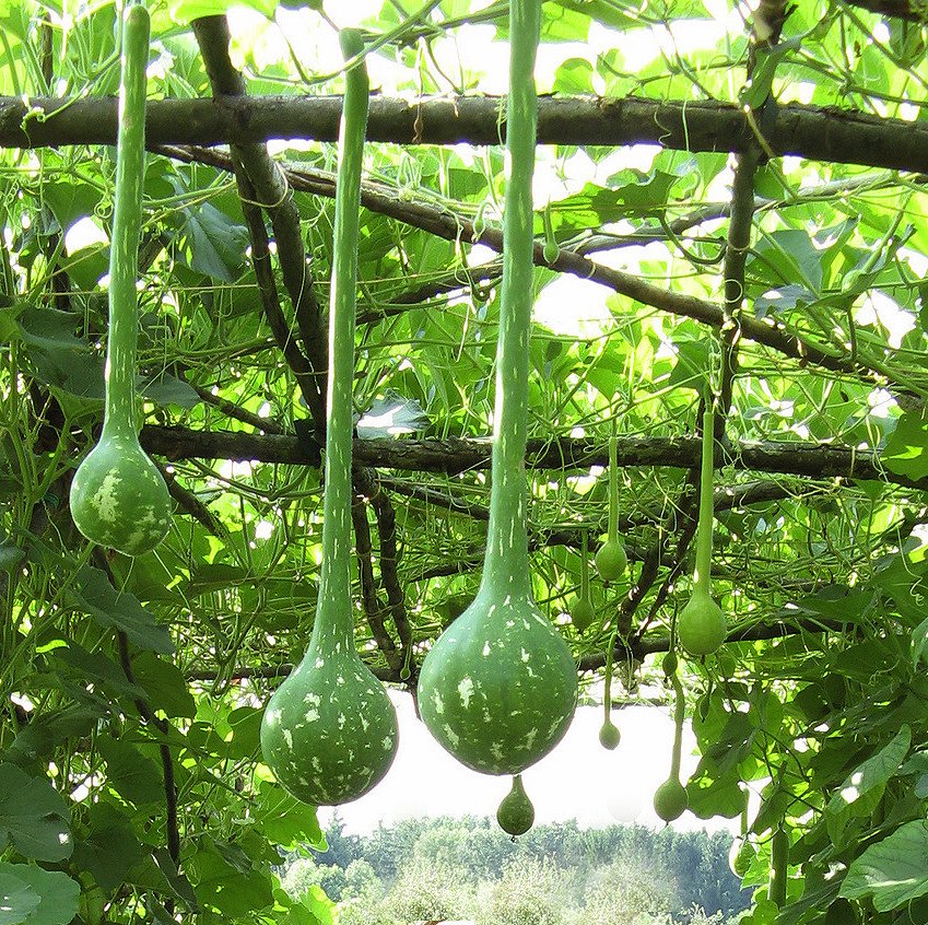 Heirloom Long Handle Dipper Gourd Lagenaria siceraria - 8 Seeds