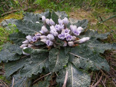 Rare Alraun Mandrake Root Atropa Mandragora officinarum - 5 Seeds