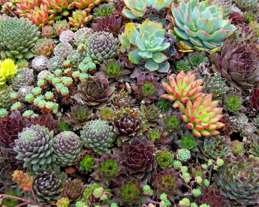 mixed cactus hen and chick s succulents sempervivum 50 seeds mixed cactus hen and chick s succulents sempervivum 50 seeds