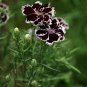 Carnation Dianthus 'Black And White Minstrel' Dianthus Chinensis Heddewigii - 25 Seeds
