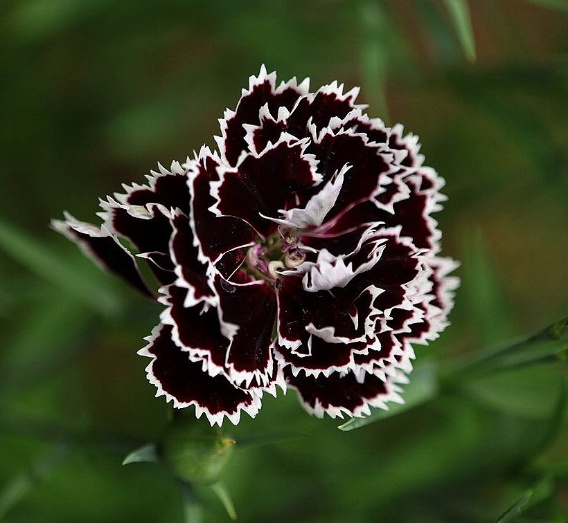 Carnation Dianthus 'Black And White Minstrel' Dianthus ...