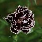 Carnation Dianthus 'Black And White Minstrel' Dianthus Chinensis Heddewigii - 25 Seeds