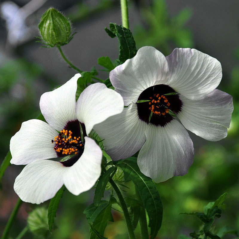 Hibiscus Simply Love Hibiscus Trionum 15 Seeds   52d3fce9ace6d 59305b 