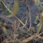 Unusual Devils Claw Unicorn Plant Proboscidea parviflora - 10 Seeds