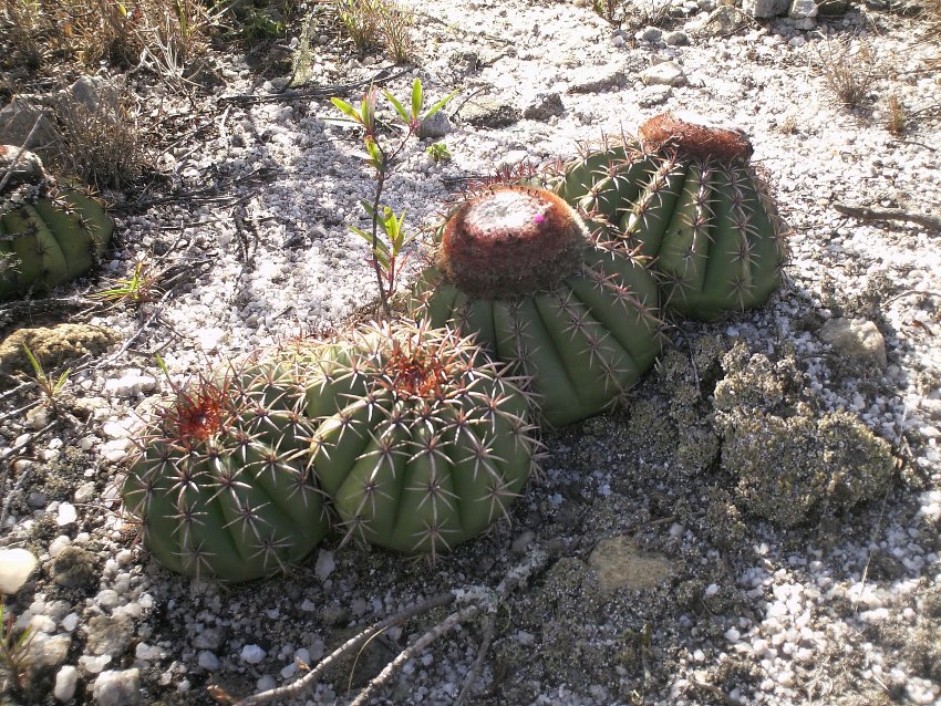Rare Melon Cactus Melocactus conoideus 15 Seeds