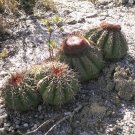 Rare Melon Cactus Melocactus conoideus - 15 Seeds