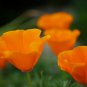 Cup of Gold California Poppy Eschscholzia californica - 500 Seeds