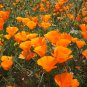 Cup of Gold California Poppy Eschscholzia californica - 500 Seeds