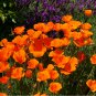 Cup of Gold California Poppy Eschscholzia californica - 500 Seeds