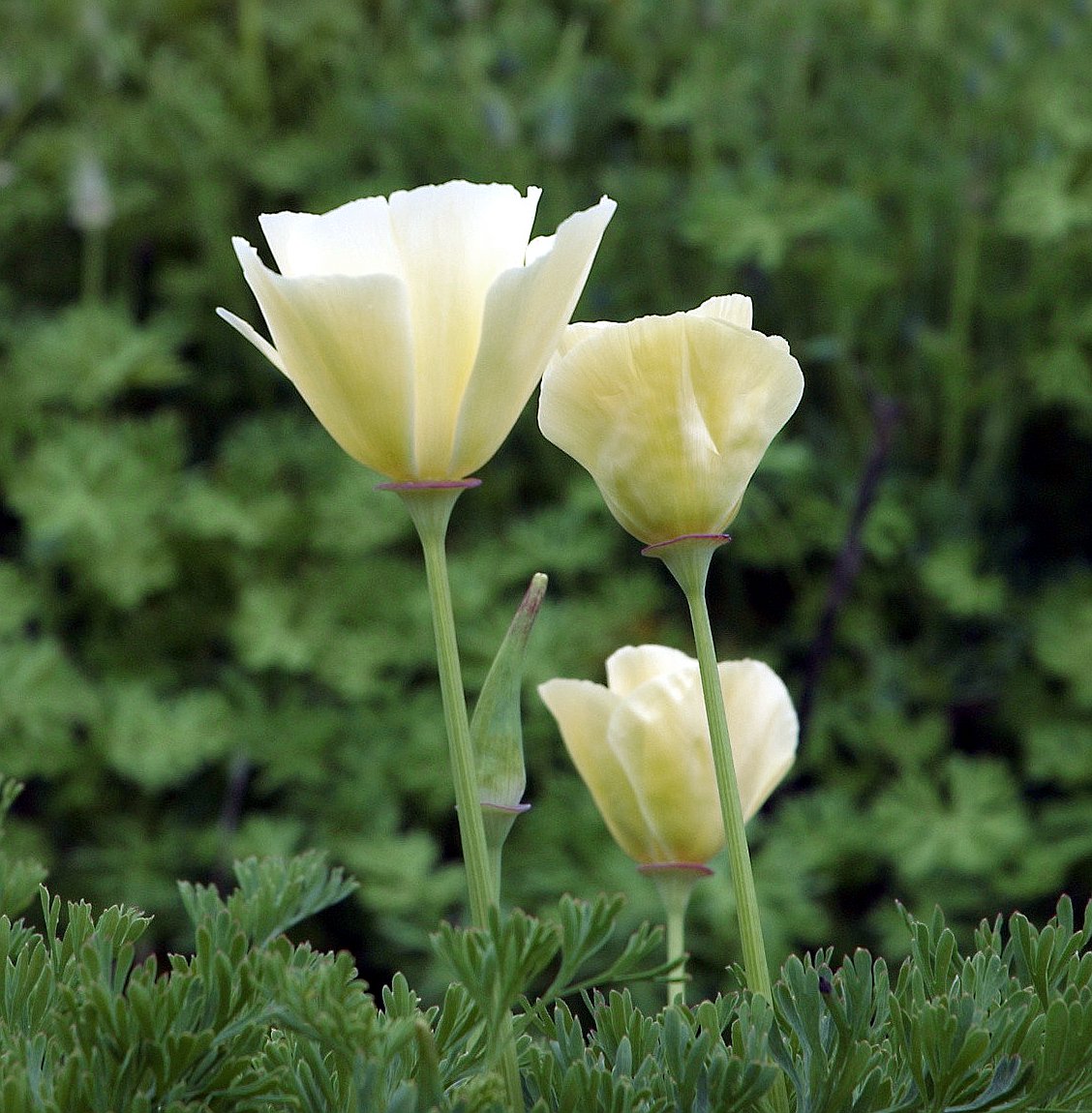 White Poppy 'White Linen' Eschscholzia californica 200 Seeds