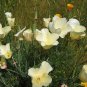 White Poppy 'White Linen' Eschscholzia californica - 200 Seeds