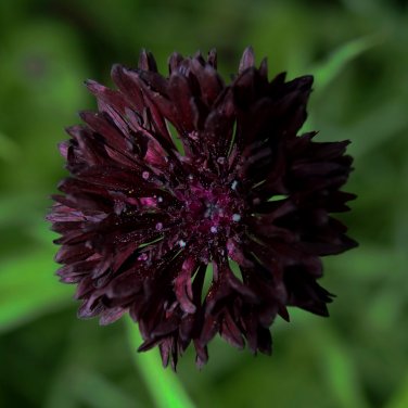 Cornflower Black Ball Centaurea cyanus - 40 Seeds