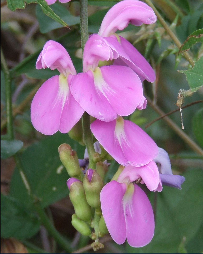 Extremly Rare Giant Fairytale Sword Jackbean Canavalia gladiata – 5 Seeds