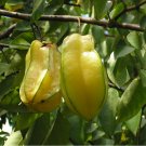 Carambola Star Fruit Averrhoa carambola - 5 Seeds