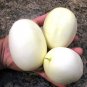 Rare Heirloom Unique Dragon's Egg Cucumber Cucumis Sativis - 10 Seeds