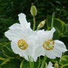 Himalayan Poppy White Meconopsis baileyi Alba - 25 Seeds