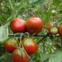 Rare Heirloom Japonskij Black Truffle Tomato Lycopersicon esculentum - 25 Seeds