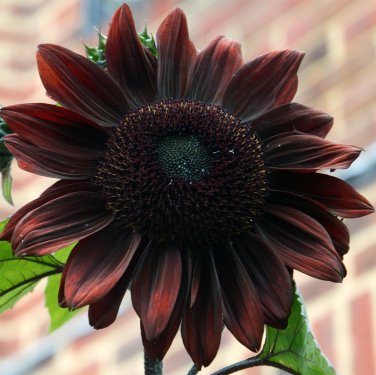 Rare Almost Black Sunflower Black Beauty Helianthus annuus - 20 Seeds