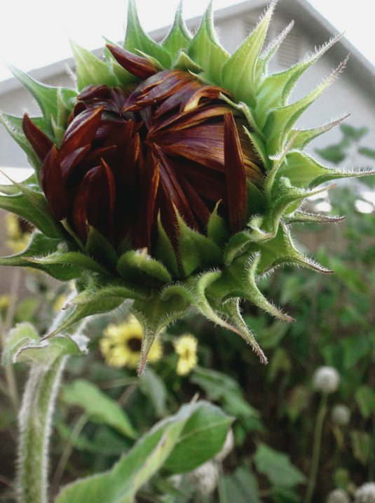 Rare Almost Black Sunflower Black Beauty Helianthus annuus 20 Seeds