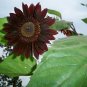 Rare Almost Black Sunflower Black Beauty Helianthus annuus - 20 Seeds