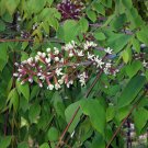 Kentucky Coffee Tree Gymnocladus dioicus - 8 Seeds