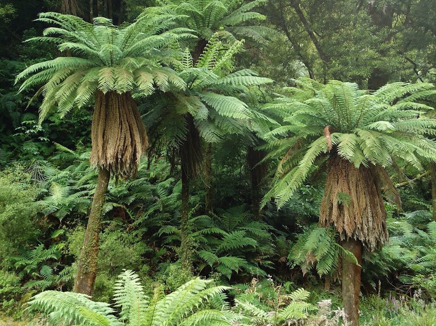 New Zealand Wheki Ponga Fern Tree Dicksonia fibrosa - 100 Seeds Spores