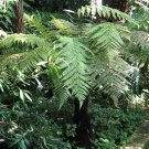 New Zealand Wheki Ponga Fern Tree Dicksonia fibrosa - 100 Seeds Spores
