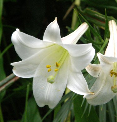 Formosa Lily White Trumpet Lilium formosanum - 40 Seeds