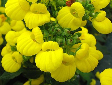 Yellow Lady's Slipper Flower Calceolaria integrifolia - 20 Seeds