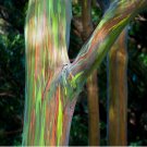 Mindanao Gum Rainbow Eucalyptus deglupta - 20 Seeds