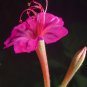 Bonsai Caudex Caudiciform Marvel of Peru Mirabilis Jalapa - 25 Seeds
