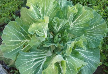 Rare Heirloom Portuguese Cabbage Couve Tronchuda Brassica oleracea tronchuda - 50 Seeds