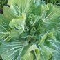 Rare Heirloom Portuguese Cabbage Couve Tronchuda Brassica oleracea tronchuda - 50 Seeds